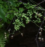 род Thalictrum