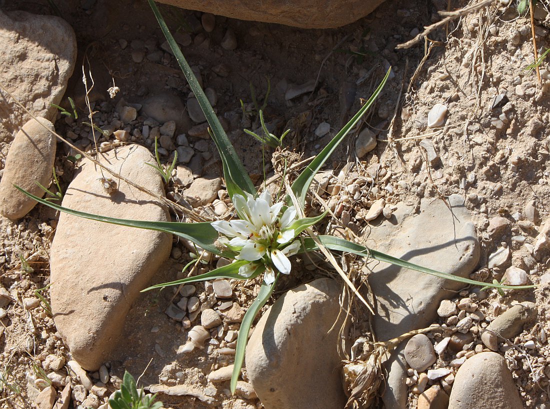 Image of Androcymbium palaestinum specimen.