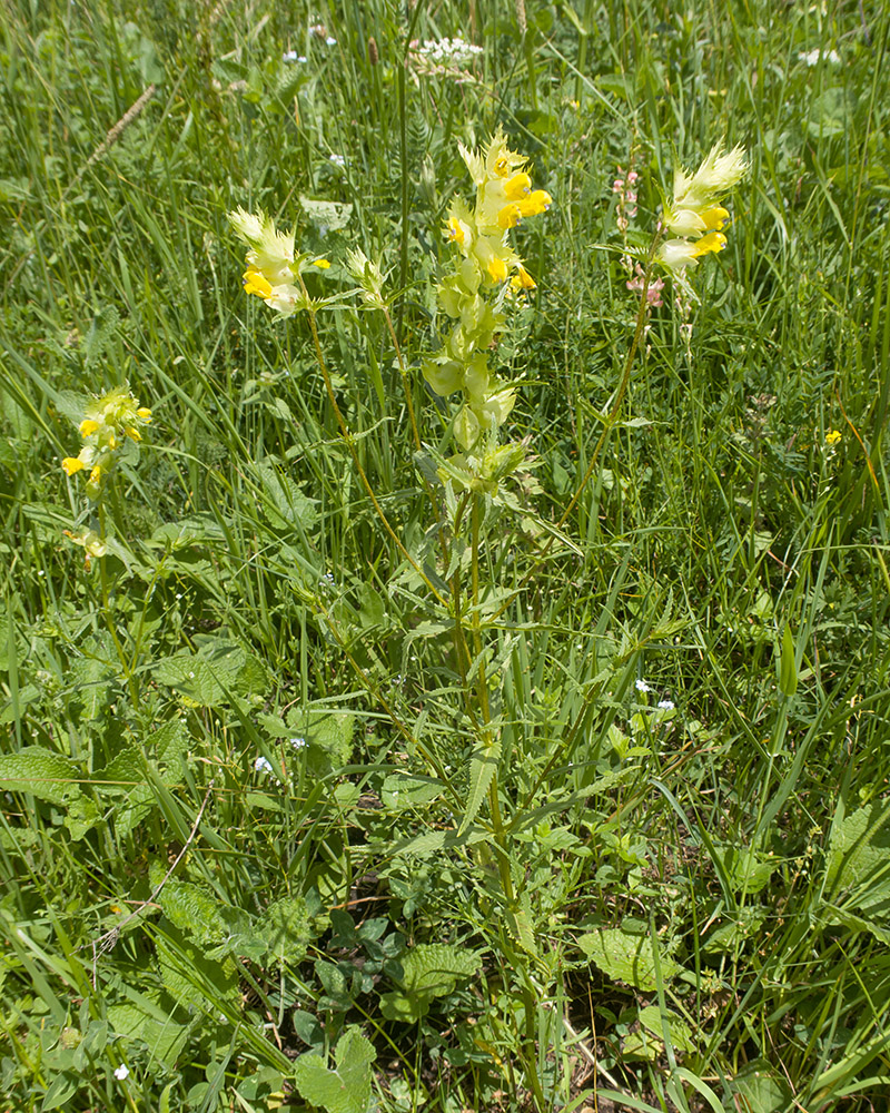 Изображение особи Rhinanthus subulatus.