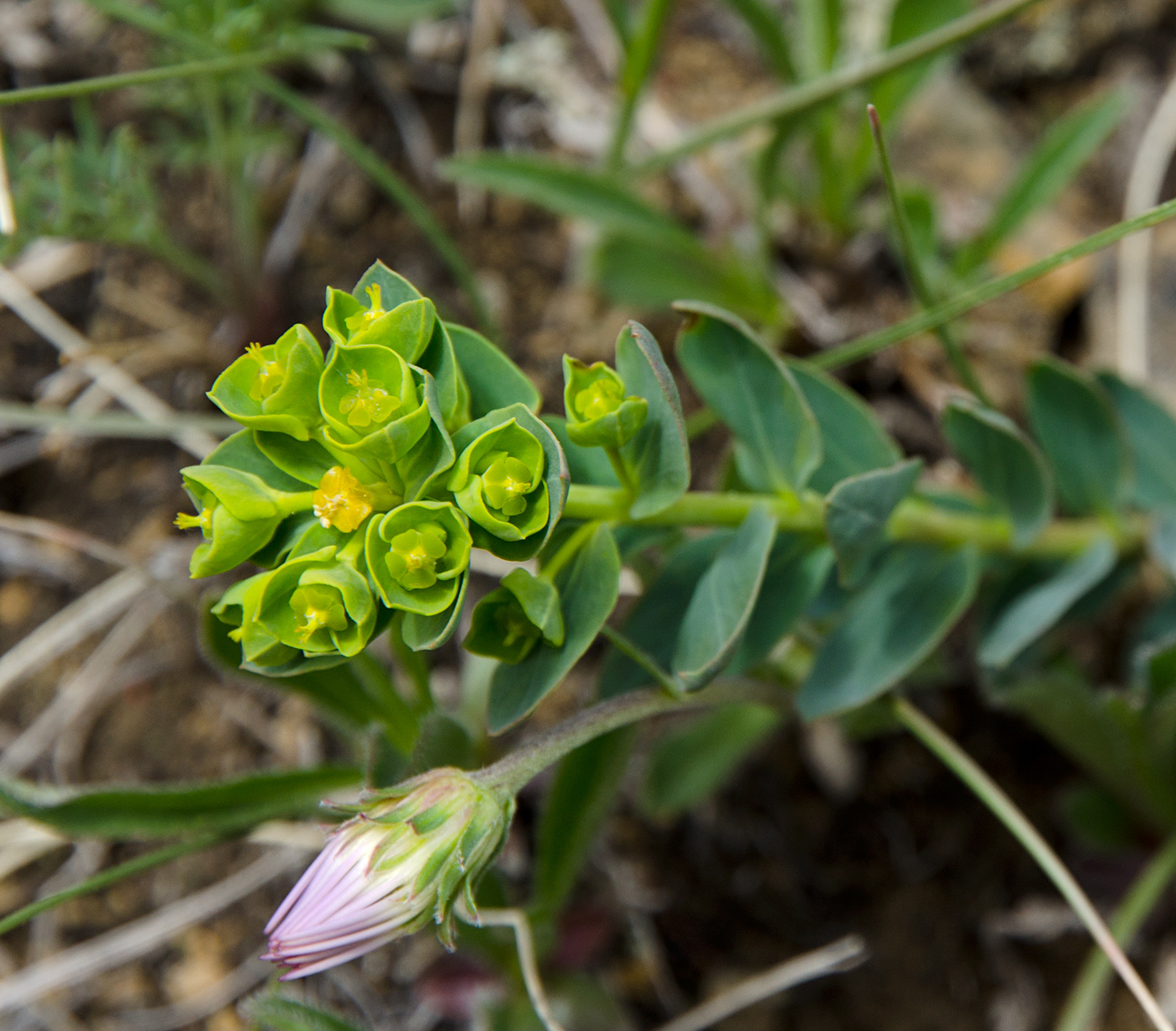 Изображение особи род Euphorbia.