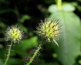 Dipsacus pilosus