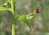 Scrophularia peregrina. Часть побега с цветком и бутонами. Испания, Каталония, пров. Жирона, комарка Баш Эмпорда, муниципалитет Калонже, берег малой реки, разнотравье. 07.04.2025.