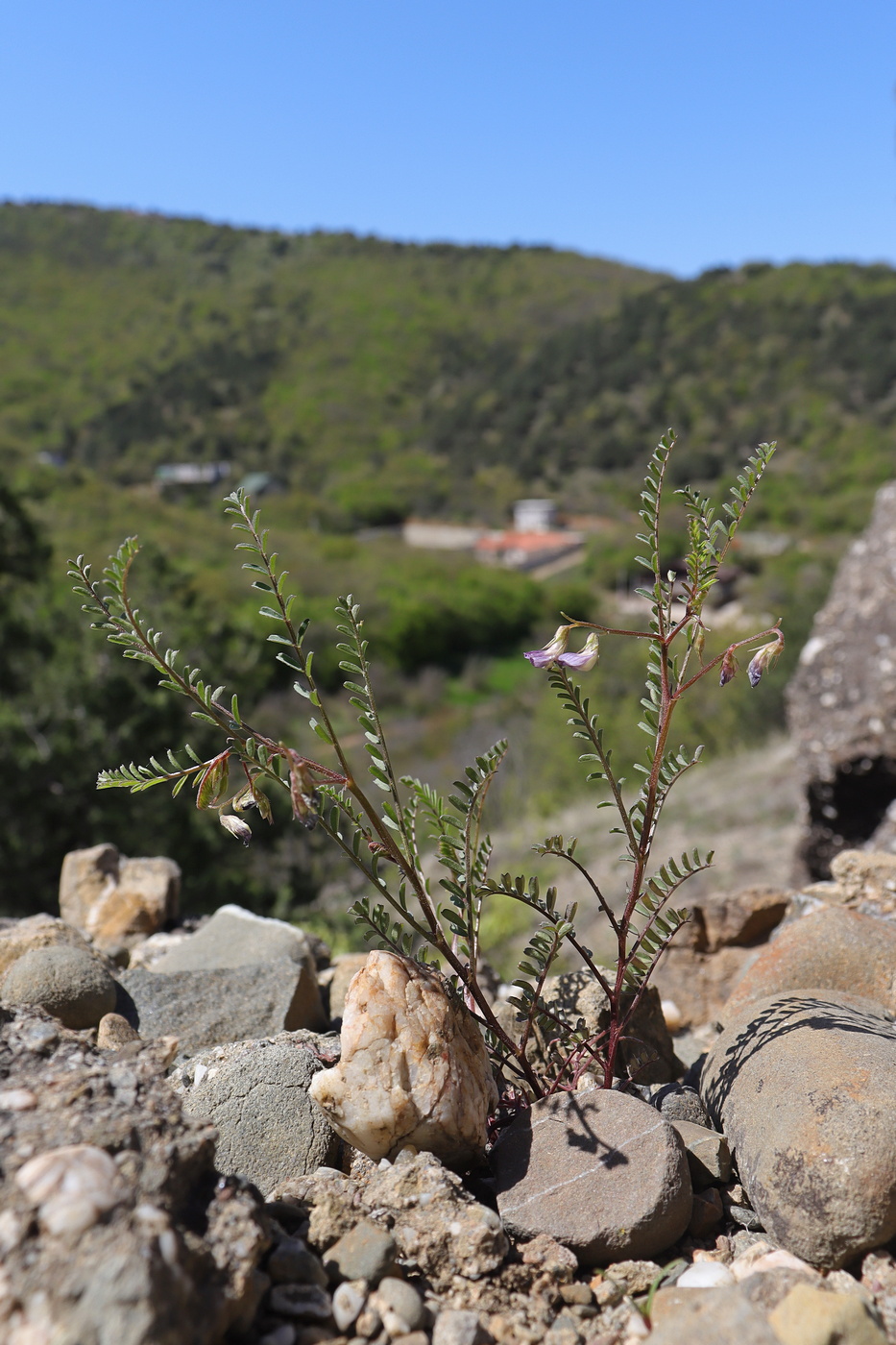 Изображение особи Vicia ervilia.