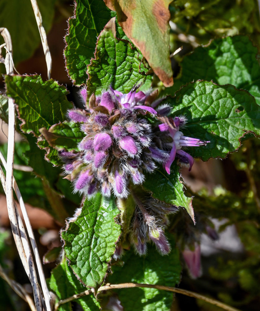 Изображение особи Trachystemon orientalis.