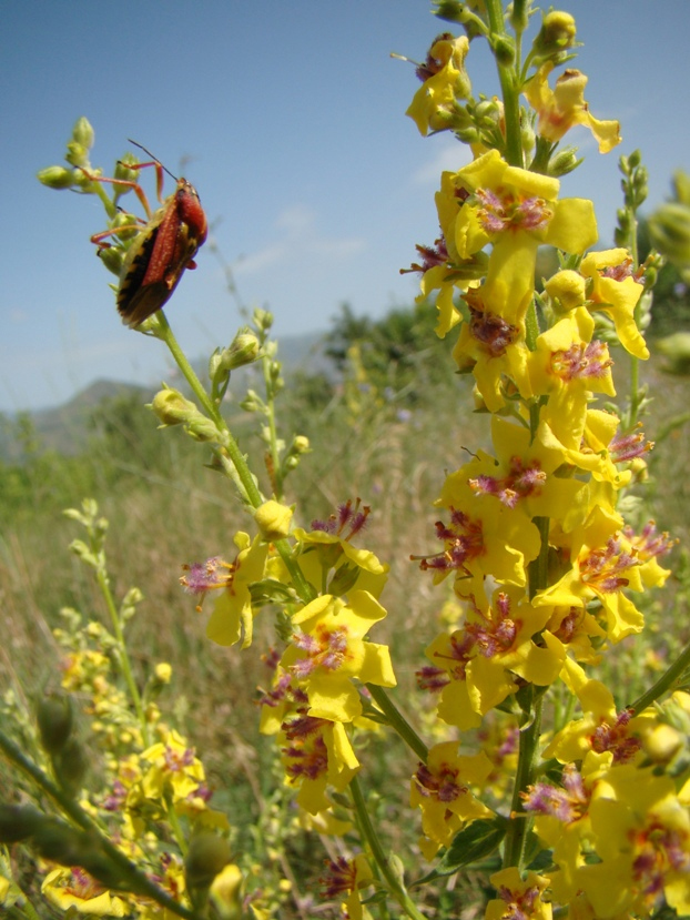 Изображение особи род Verbascum.