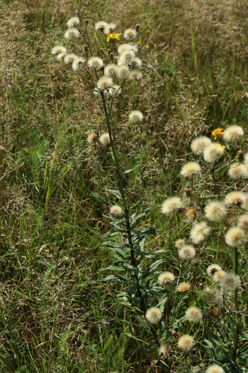 Image of Hieracium umbellatum specimen.