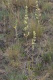 Silene borysthenica