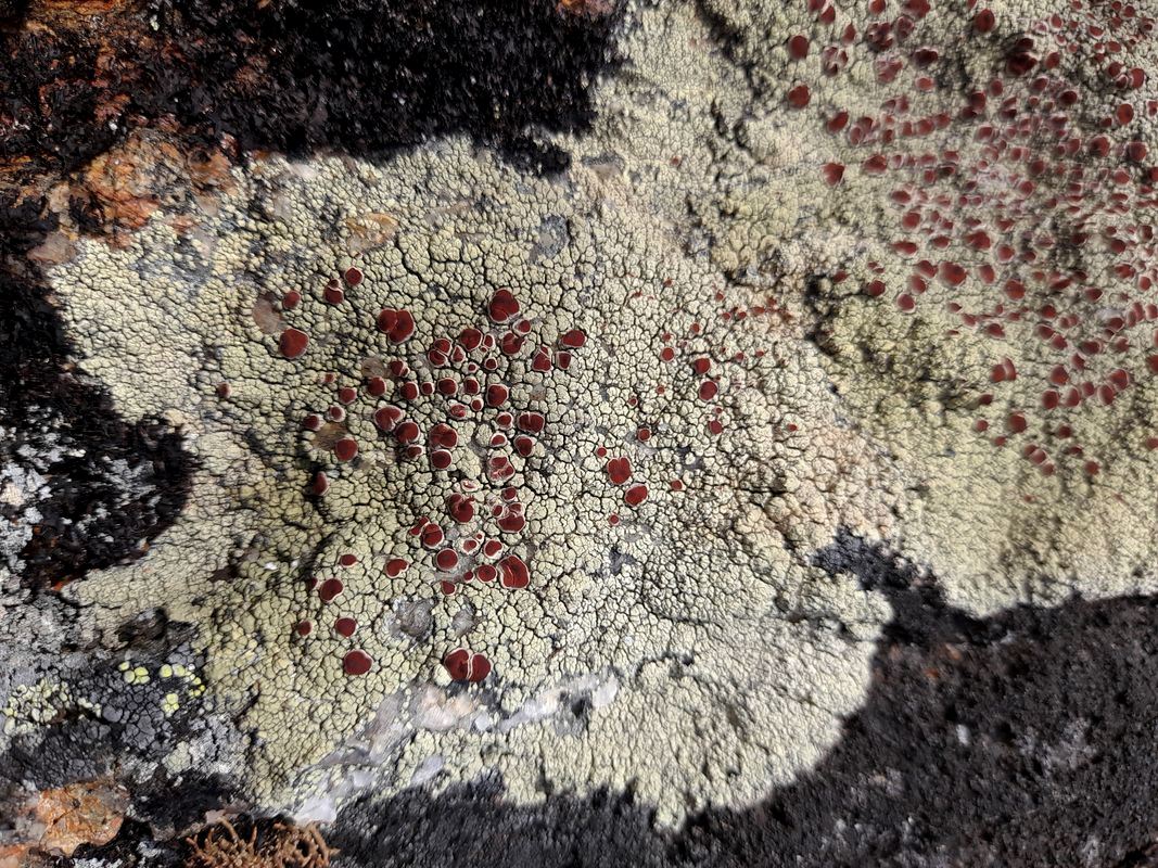 Изображение особи Ophioparma ventosa.