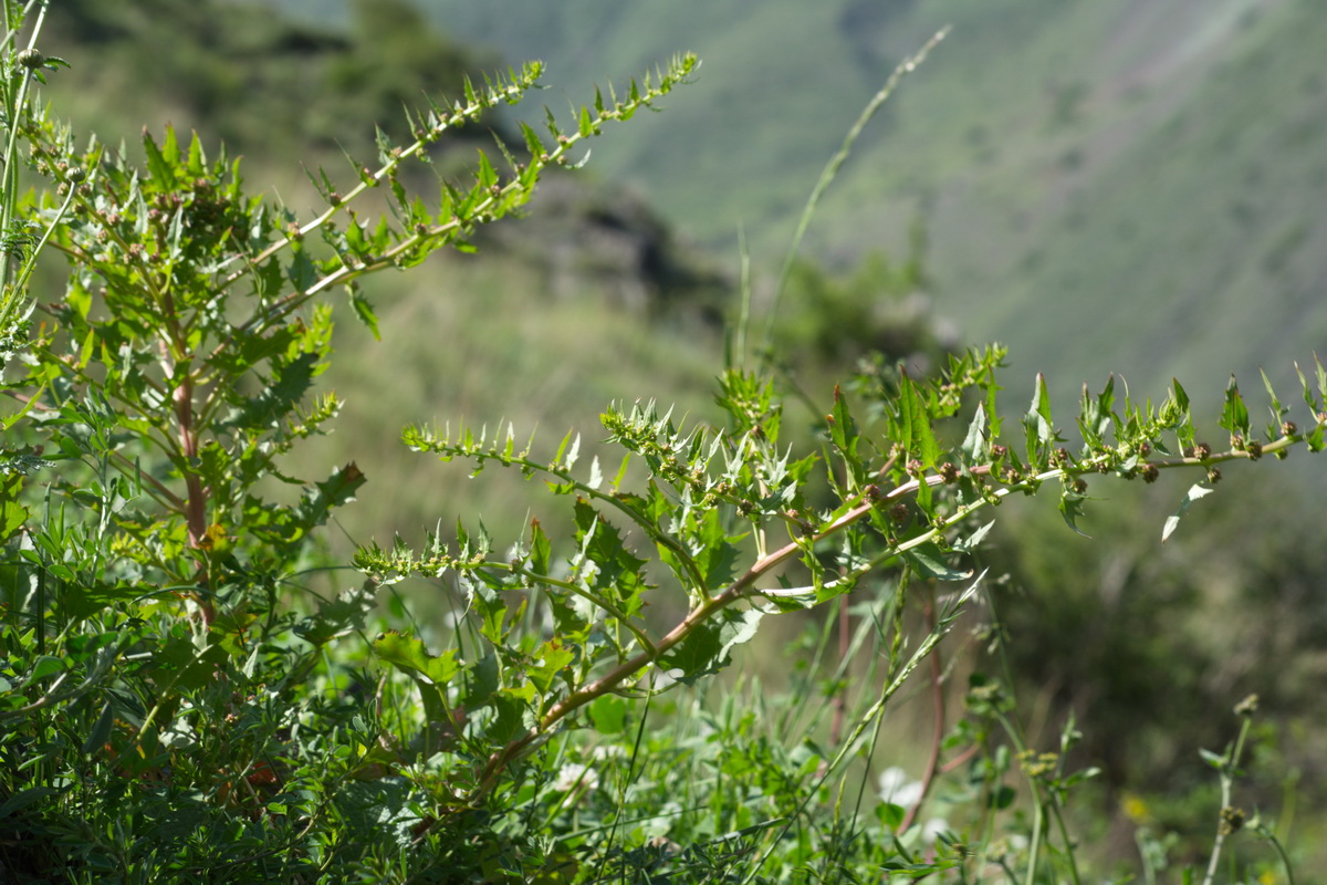 Image of Blitum virgatum specimen.