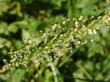 Plantago major. Часть соцветия. Хабаровский край, окр. г. Комсомольск-на-Амуре, лиственный лес, на лесной дороге. 23.07.2025.