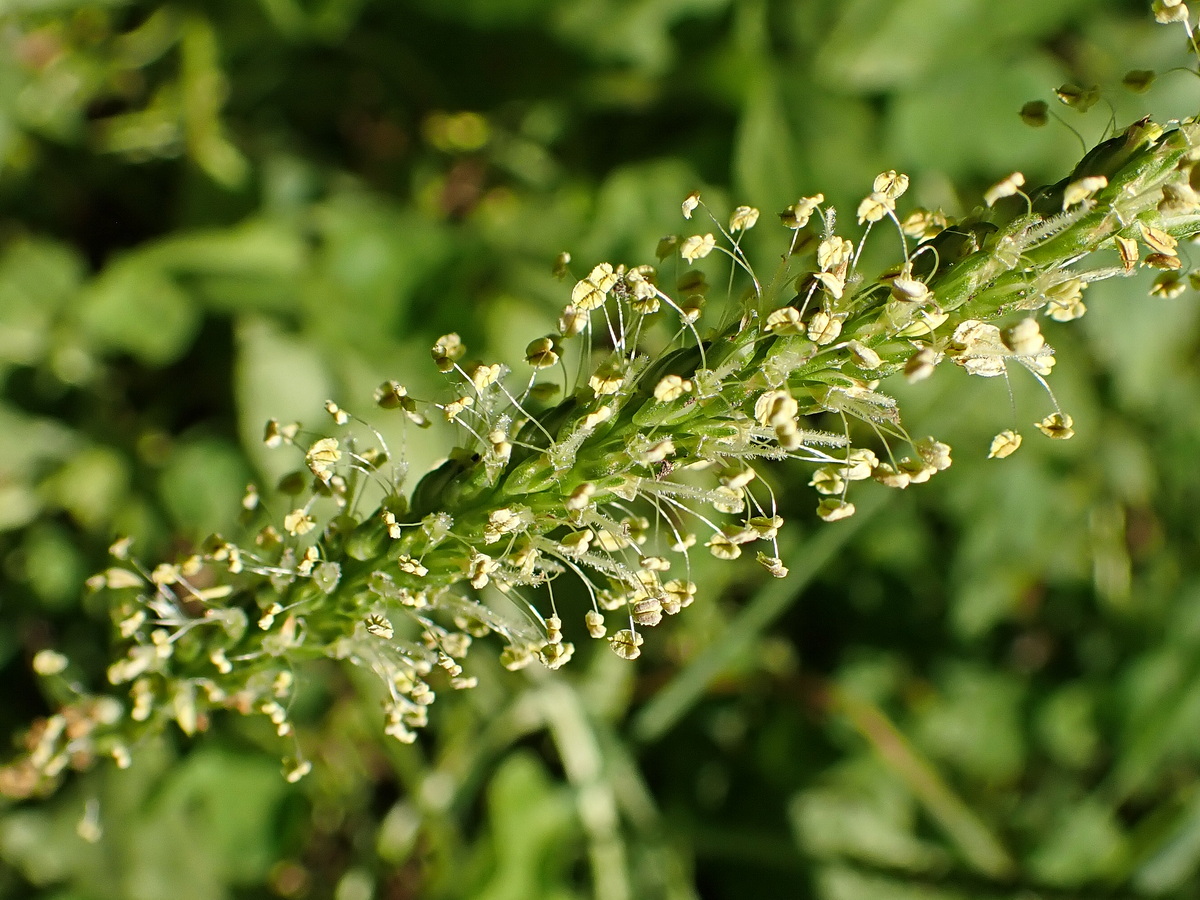 Изображение особи Plantago major.