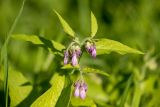 Symphytum officinale. Верхушка растения с соцветиями. Санкт-Петербург, Московский р-н, парк Авиаторов, газон. 17.08.2025.