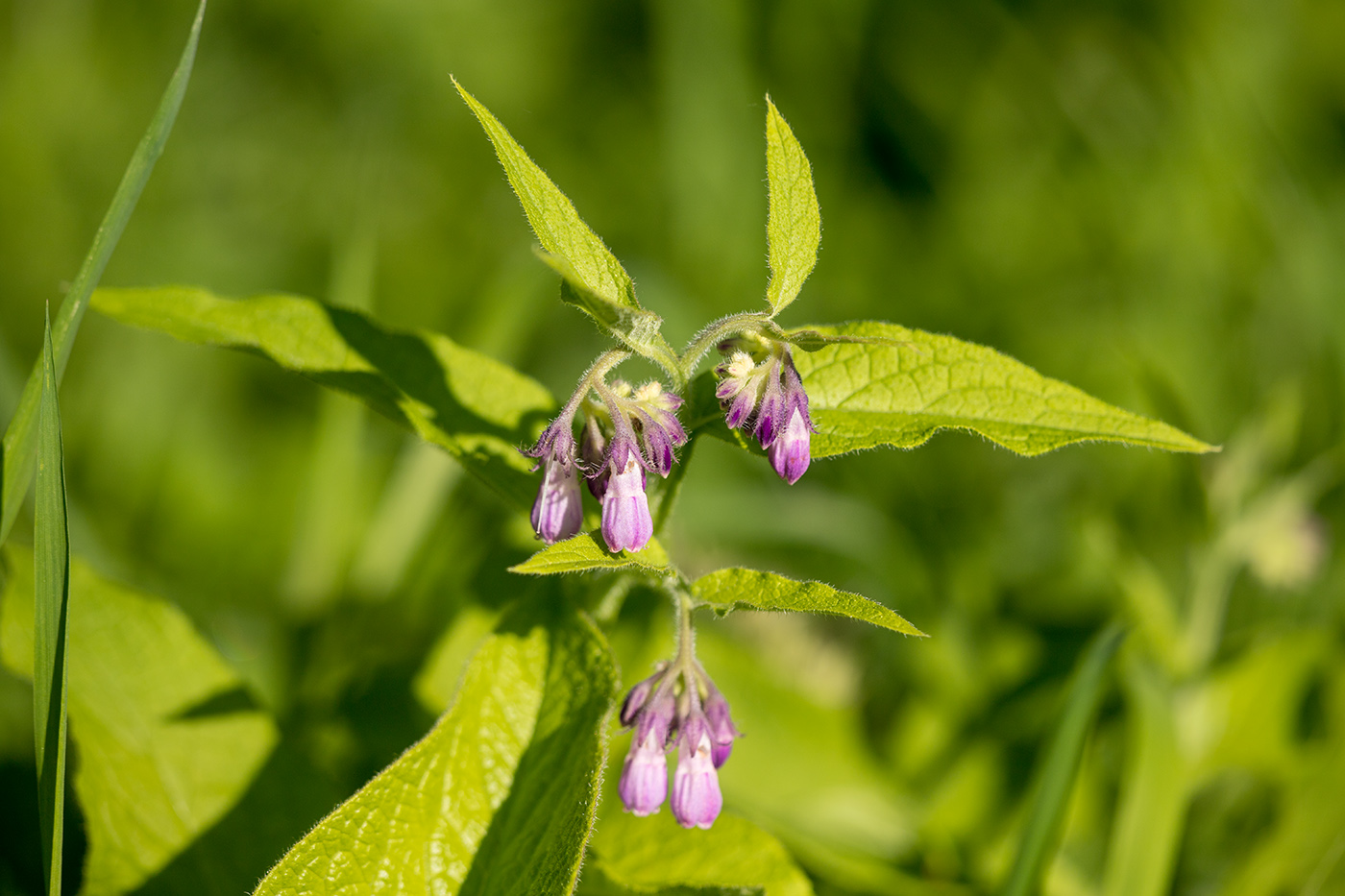 Image of Symphytum officinale specimen.
