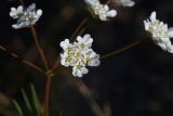 unknown species. Соцветие. Турция, ил Битлис, кальдера Немрут, северный берег озера Ылы, луг. 21 мая 2025 г.