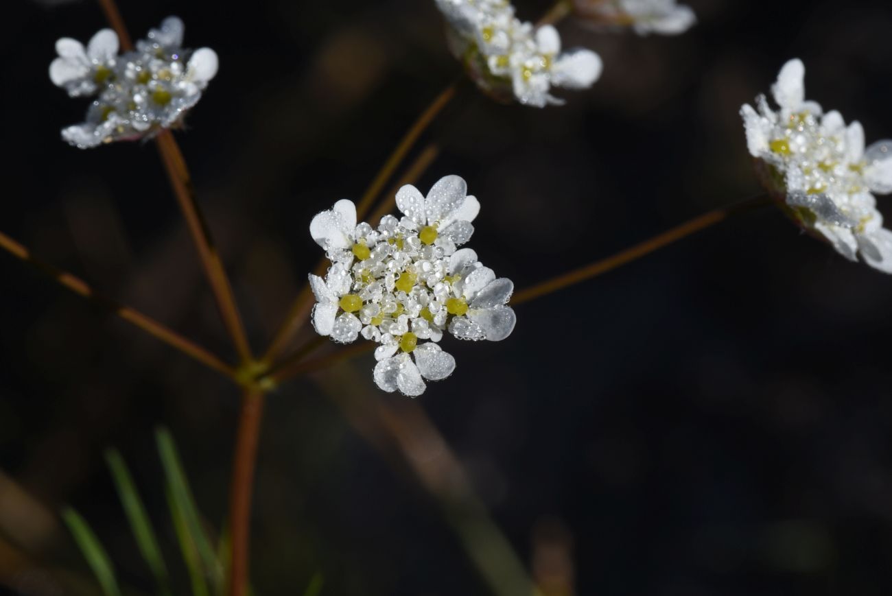 Image of familia Apiaceae specimen.