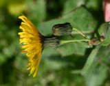 Sonchus arvensis
