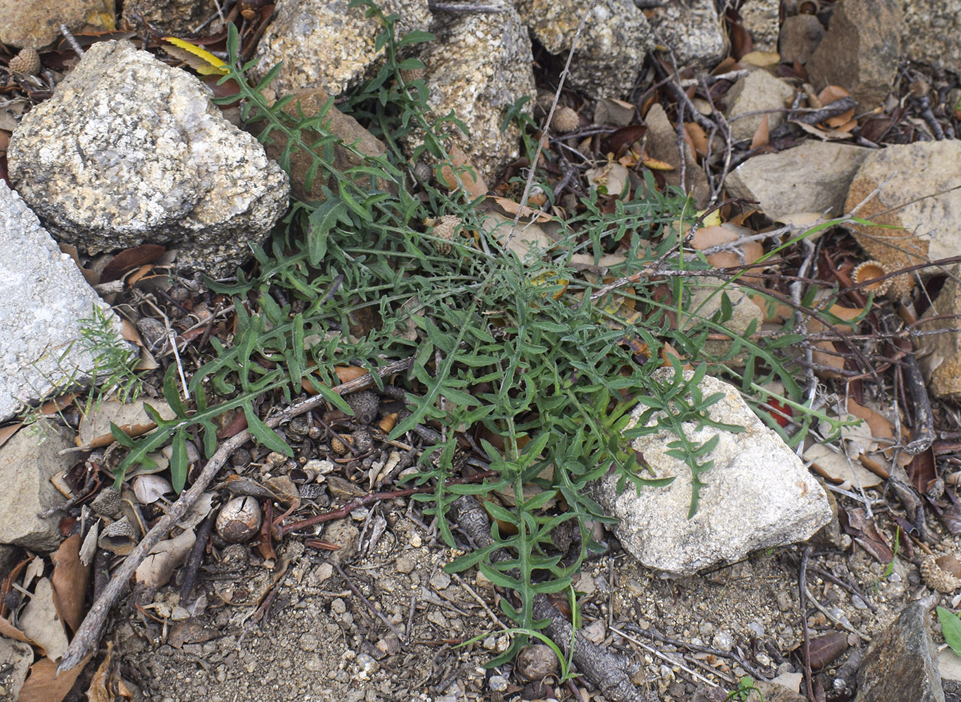 Изображение особи Centaurea paniculata.