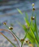 род Juncus