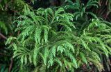 Cryptomeria japonica. Верхушка ветви. Португалия, Азорские о-ва, о-в Сан-Мигел, кальдера вулкана Фурнаш, опушка хвойного леса. 13.08.2025.