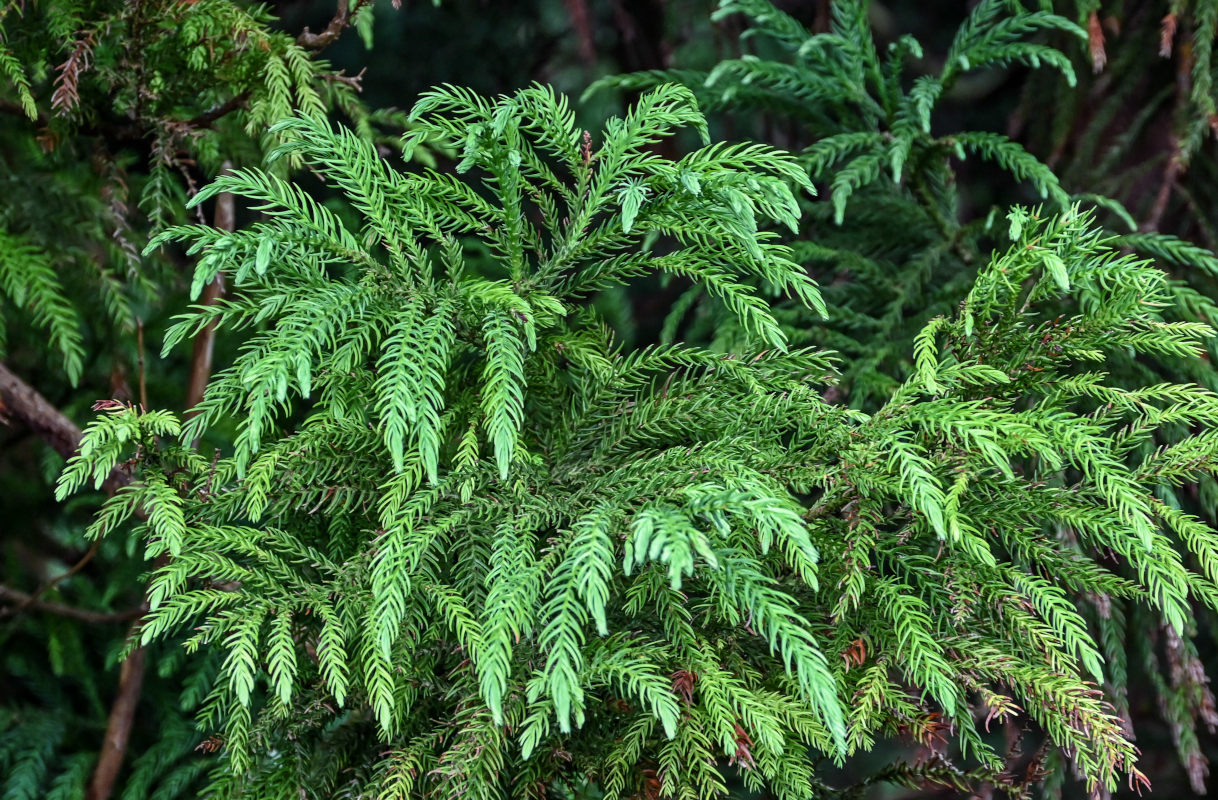 Image of Cryptomeria japonica specimen.