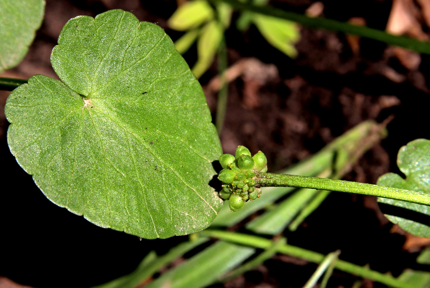 Изображение особи Ficaria verna.