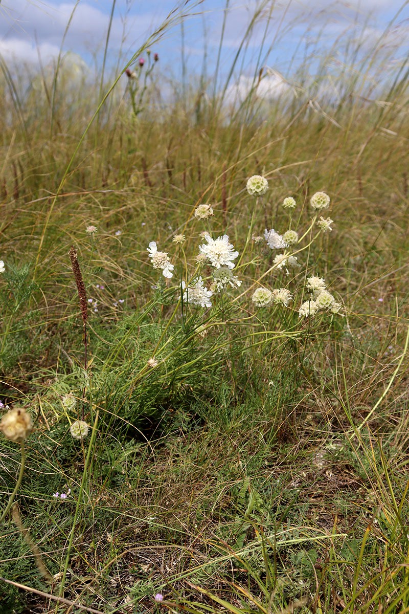 Image of Lomelosia isetensis specimen.