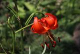 View full-size image Lilium pumilum