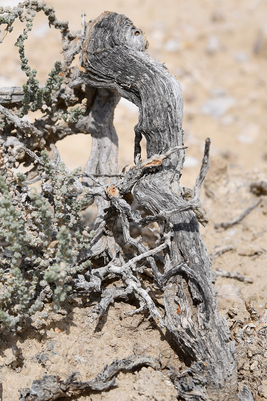 Image of Salsola gemmascens specimen.