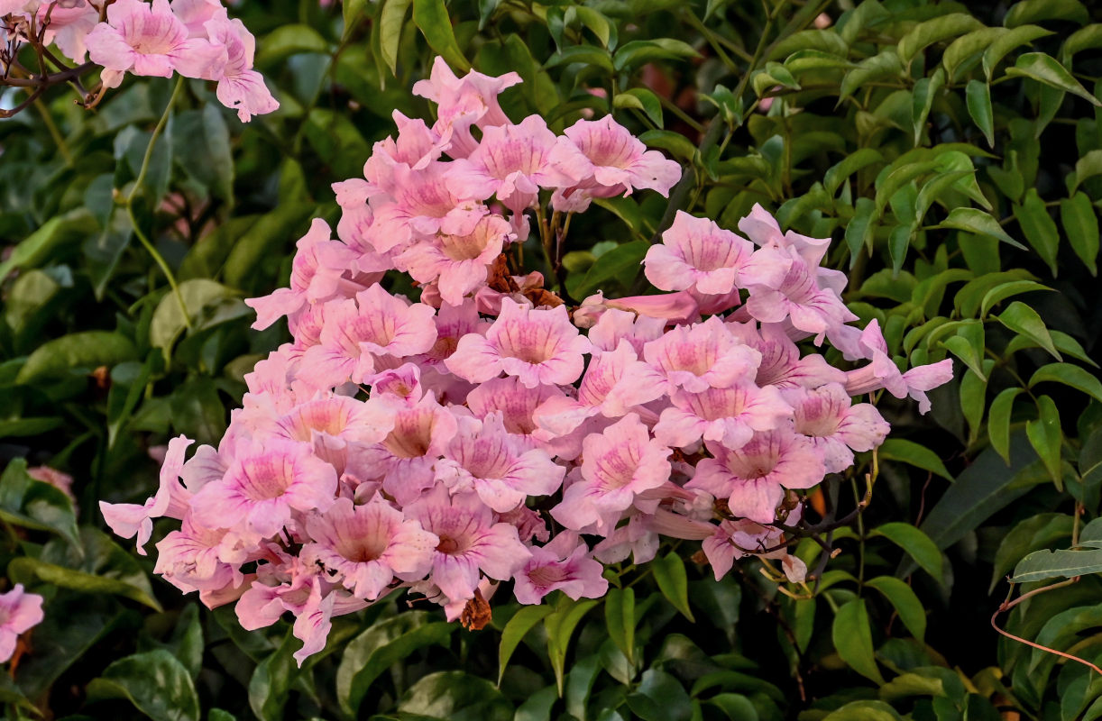 Изображение особи Podranea ricasoliana.