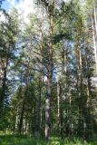 Pinus sylvestris. Взрослые деревья. Челябинская обл., Катав-Ивановский р-н, с. Александровка, берег р. Юрюзань. 05.08.2022.