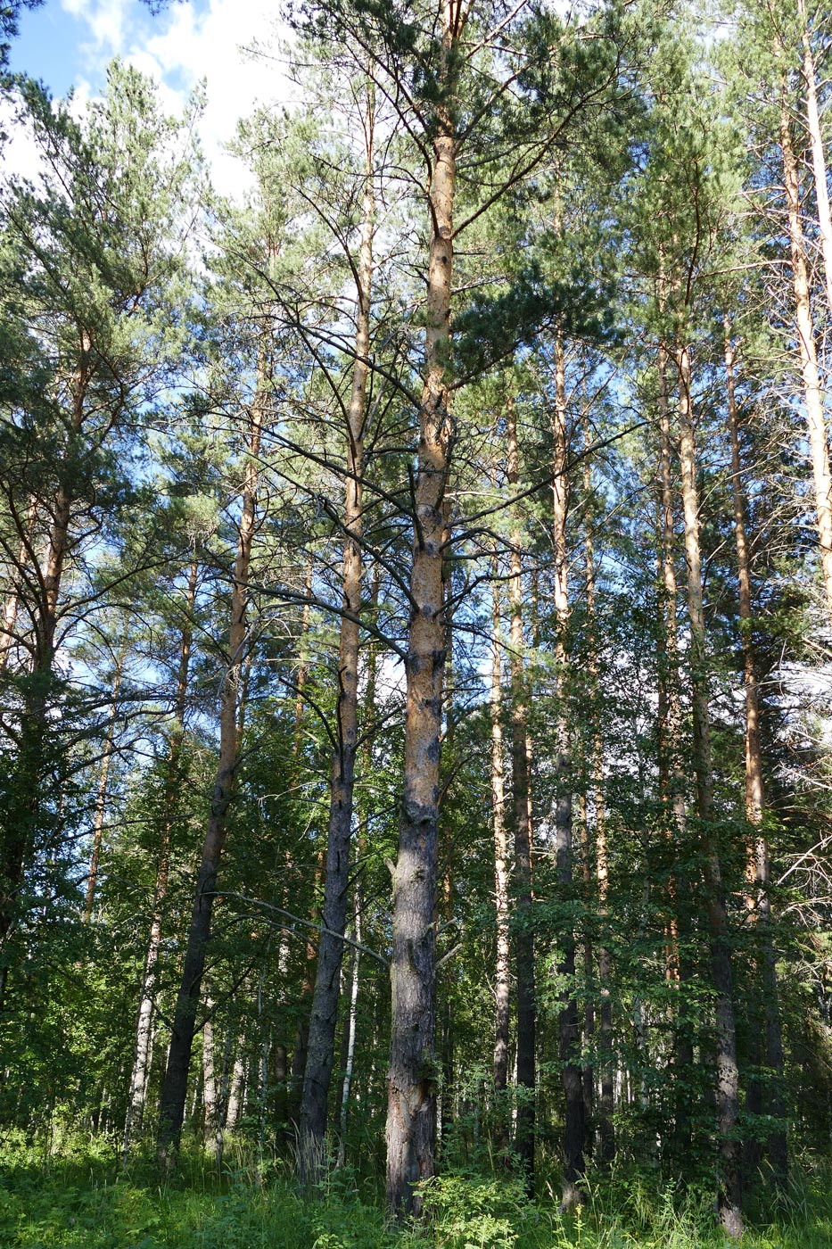 Изображение особи Pinus sylvestris.