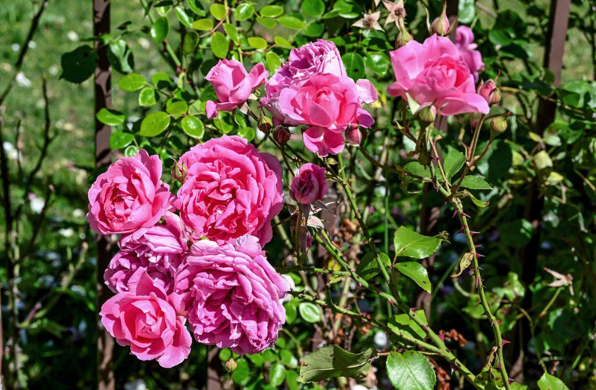 Image of genus Rosa specimen.