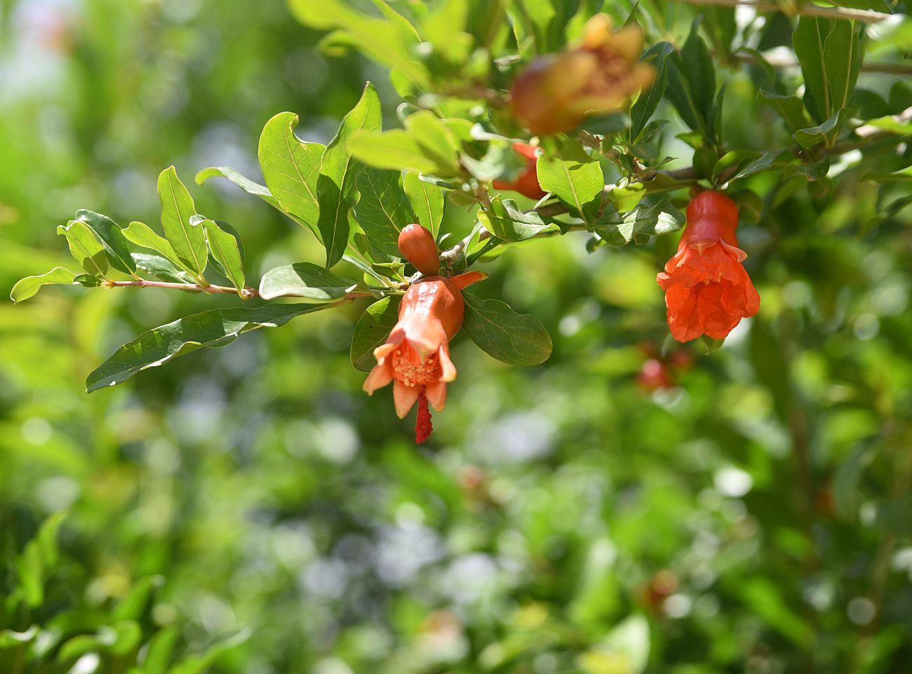 Image of Punica granatum specimen.