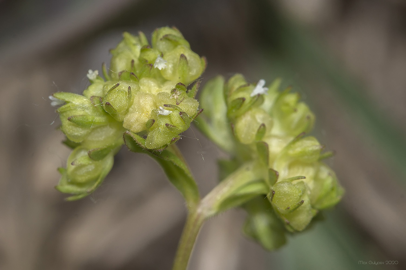 Image of Valerianella costata specimen.