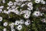 Dimorphotheca ecklonis. Цветущие растения. Италия, Тоскана, Монте-Аржентарио. 12.04.2011.