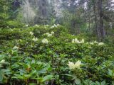 Rhododendron aureum. Цветущие растения. Приморский край, Тернейский р-н, дол. р. Находка, 900 м н.у.м., темнохвойный лес. 13.06.2024.