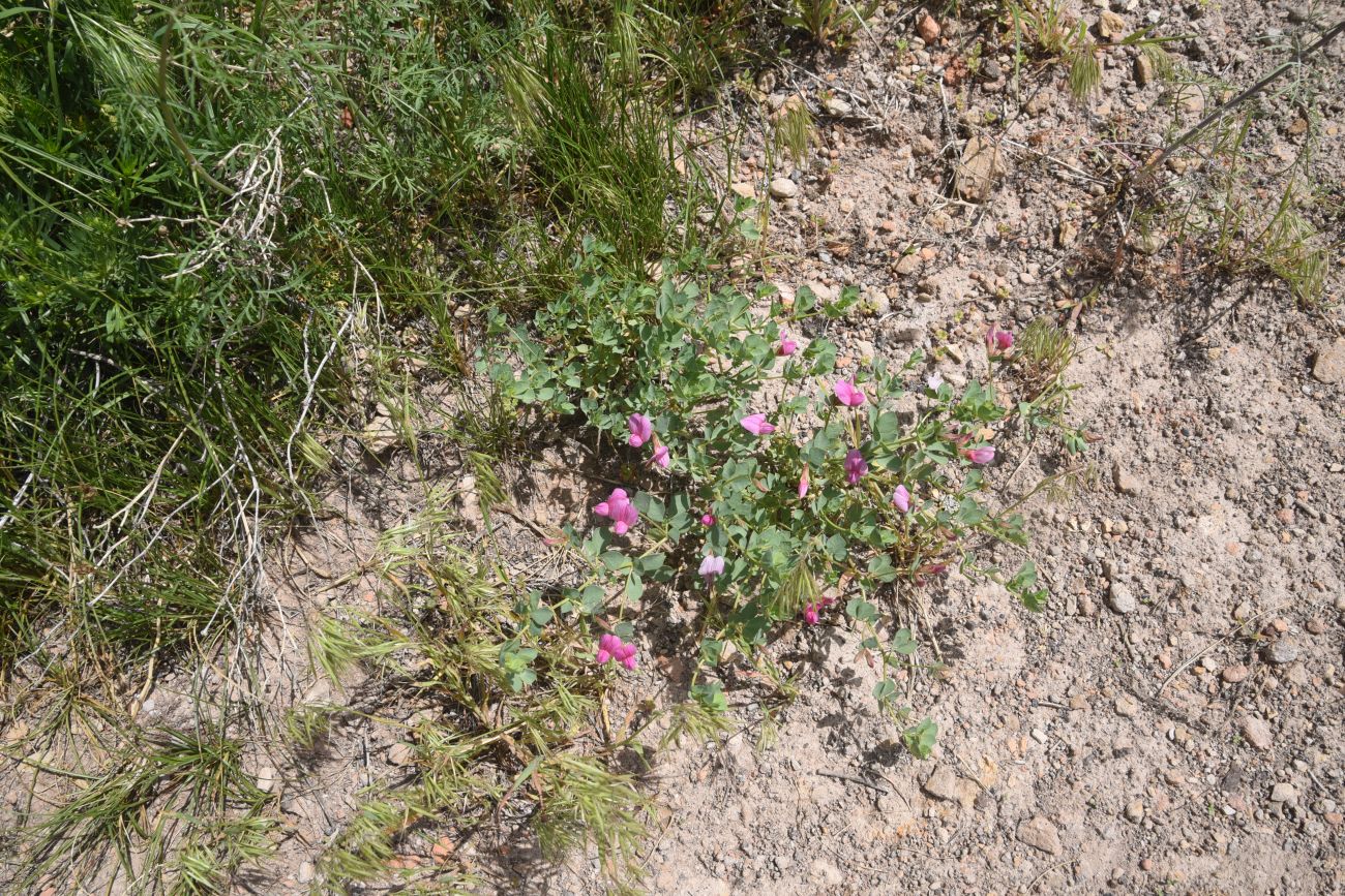 Image of familia Fabaceae specimen.