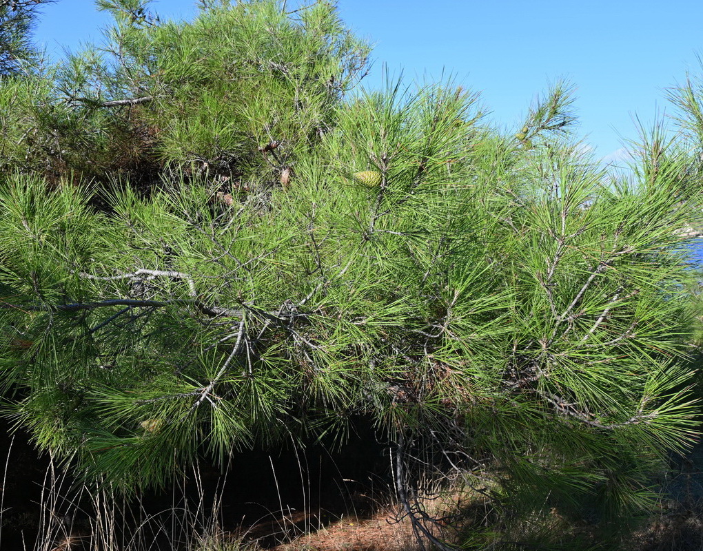 Image of genus Pinus specimen.