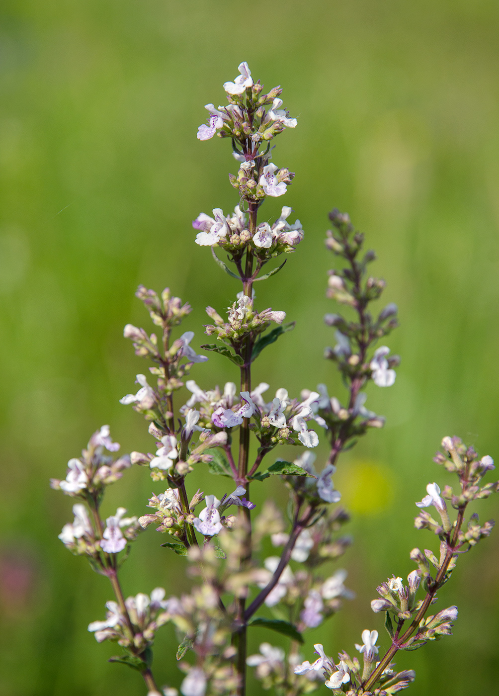 Image of Nepeta nuda specimen.