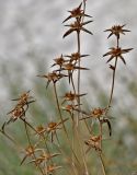 Pallenis spinosa. Верхушки засохших побегов с соплодиями. Португалия, округ Сетубал, окр. пляжа Фигеринья, у дороги. 03.08.2025.
