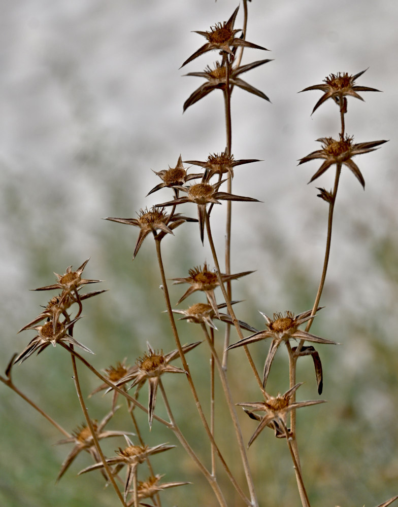 Image of Pallenis spinosa specimen.