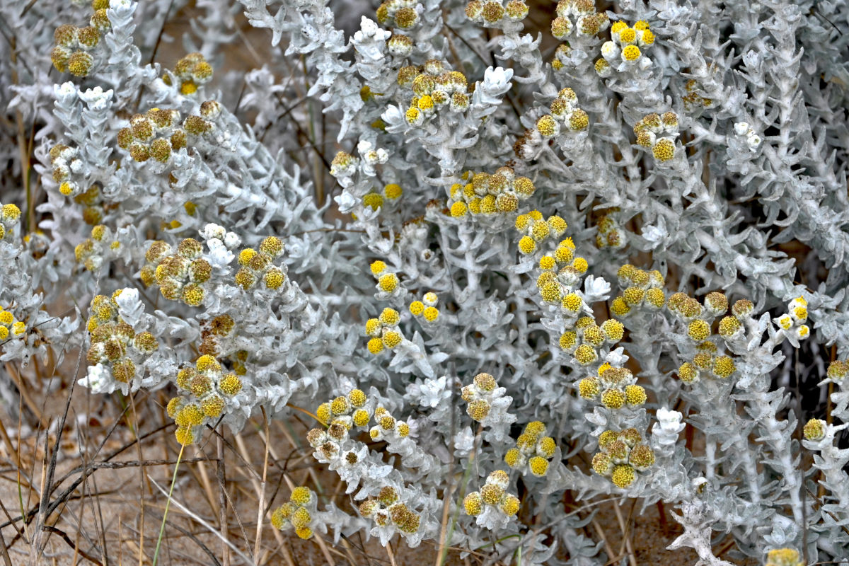 Изображение особи Otanthus maritimus.