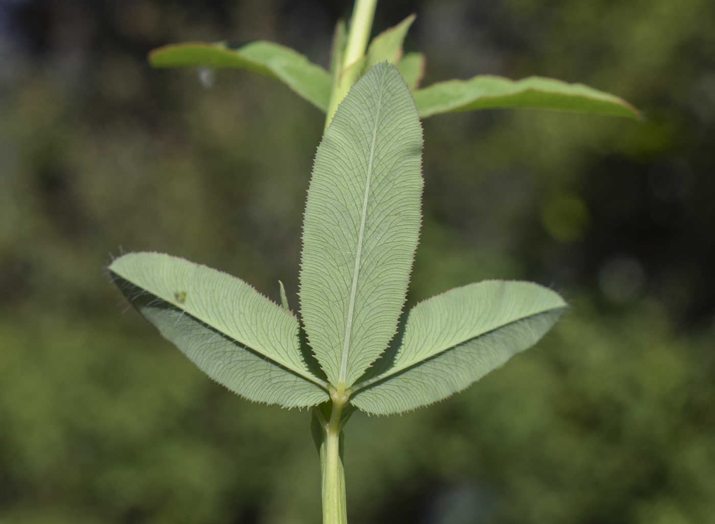 Image of Trifolium rubens specimen.