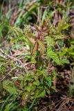 Rubus komarovii. Вегетирующее растение. Приморский край, Чугуевский р-н, гора Голец, 1600 м н.у.м., горная тундра. 13.06.2026.