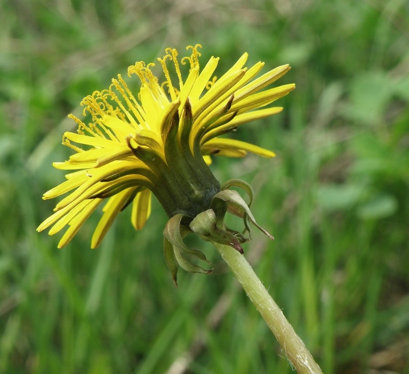 Image of Taraxacum dahlstedtii specimen.