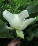 Magnolia ashei. Цветок. Московская обл., Щёлковский р-н, в культуре. 12.07.2026.
