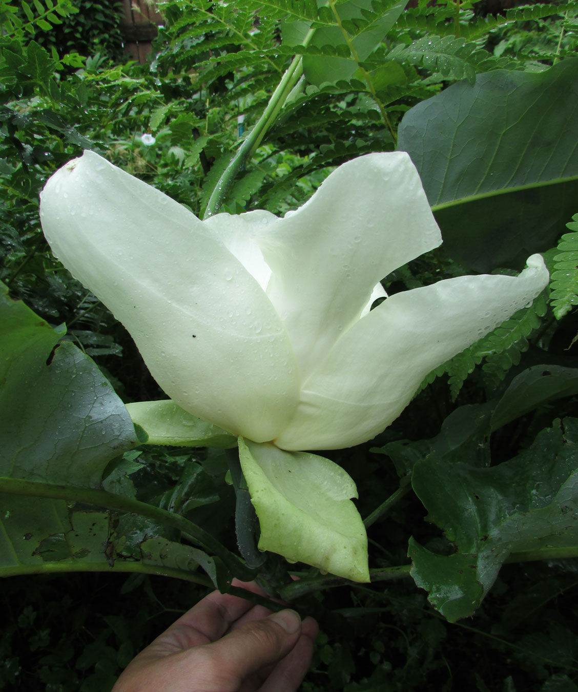 Изображение особи Magnolia ashei.