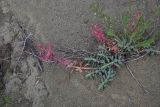 genus Euphorbia. Отцветшее растение. Грузия, край Самцхе-Джавахети, Ахалцихский муниципалитет, левый борт р. Цинубанисцкали, окр. горячего источника Цинубани. 9 июня 2026 г.