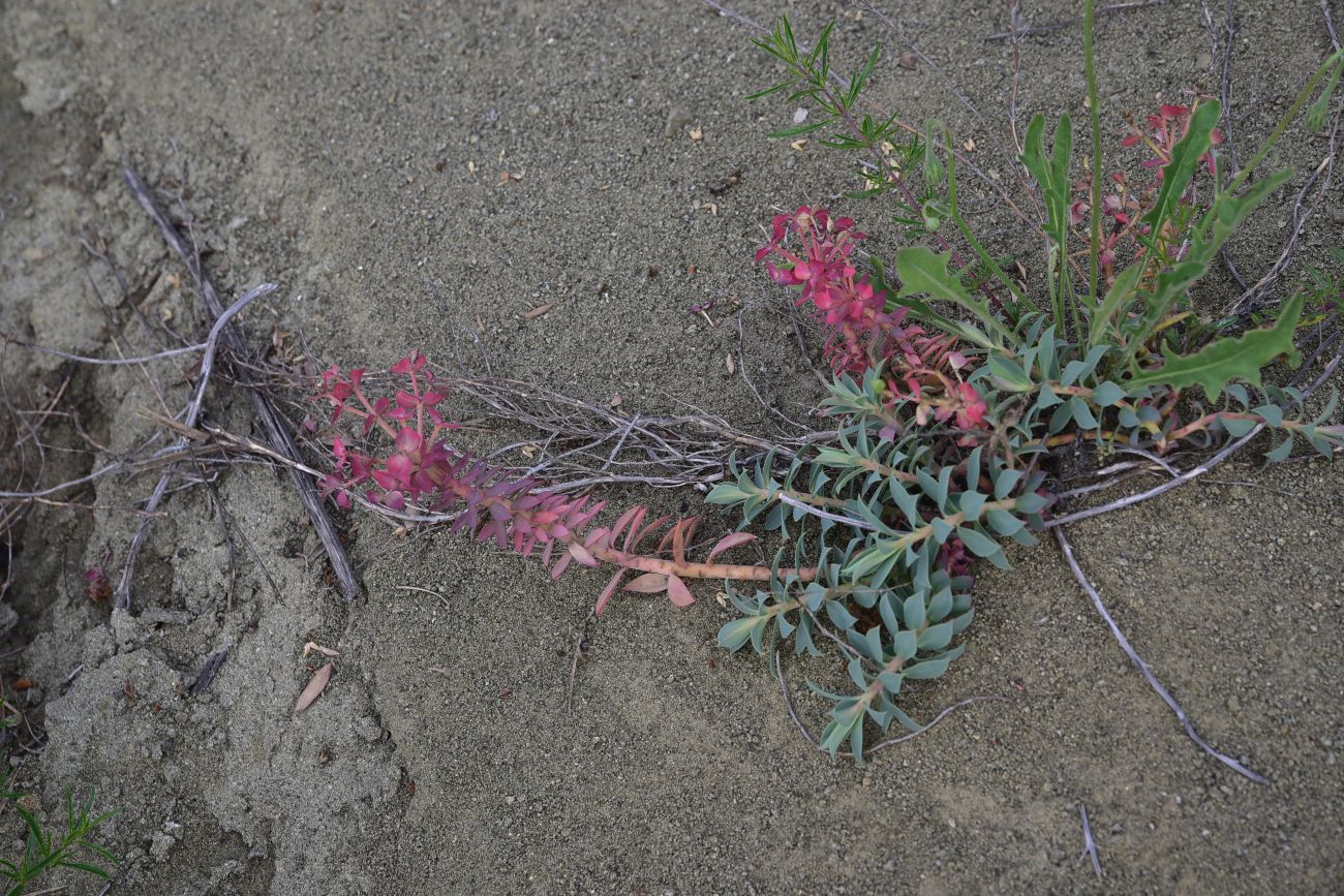 Image of genus Euphorbia specimen.