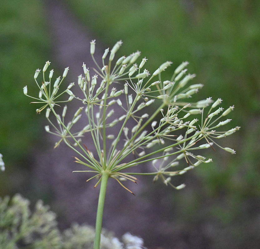 Изображение особи Falcaria vulgaris.